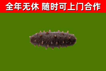 泽库县烟酒回收干海参.jpg